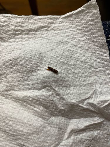 Earwig