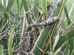 Grasshopper (likely a 'pygmy grasshopper' or 'grouse locust' type based on body shape and camouflage)