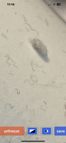 Nematodes (likely free-living or saprophytic)