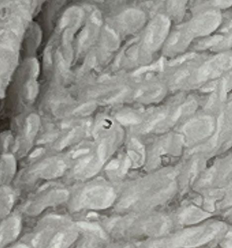 Carpet Beetle Larva (possibly Black Carpet Beetle or Varied Carpet Beetle)