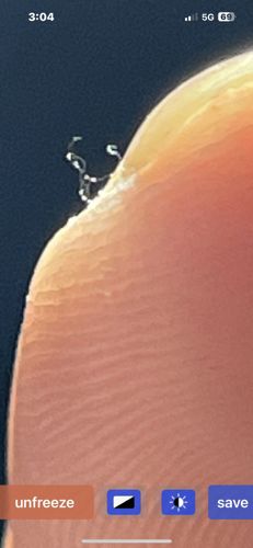 Itch mite (Scabies mite)