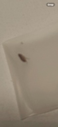Fruit Fly