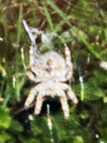 Orb Weaver Spider (likely a species of Argiope or Araneus)