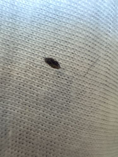 Carpet beetle larva
