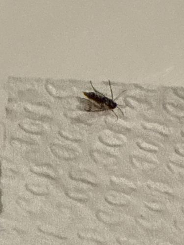 Fungus Gnat