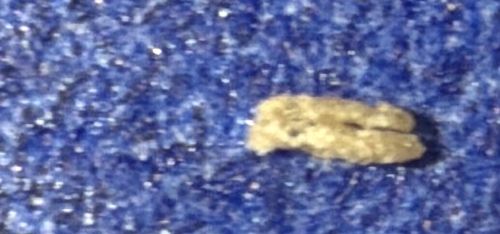 Household Casebearer (often referred to as a Plaster Bagworm or Case-bearing Clothes Moth larva)