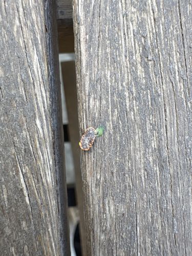 Slug worm / Sawfly larva