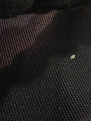 No insect or bug identifiable