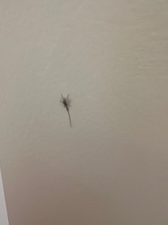 Mayfly (Exuviae/Shed Skin)