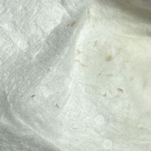 Thrips