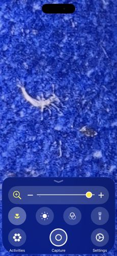 Green Lacewing Larva (Aphid Lion)