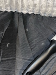 Carpet Beetle Larva (possibly varied carpet beetle or black carpet beetle)