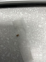 Carpet Beetle (likely Varied Carpet Beetle or Black Carpet Beetle)