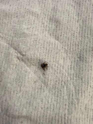 Jumping spider (likely a Tan Jumping Spider)