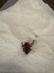 Broad-faced Sac Spider / Trachelas tranquillus