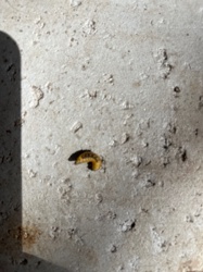 White Grub (possibly June Beetle or May Beetle larva)
