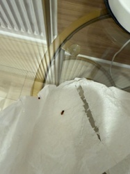Dermestid Beetle (likely a Carpet Beetle or Larder Beetle)