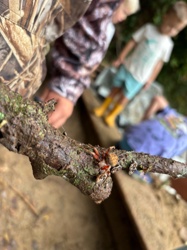 Orb Weaver Spider (likely a Neoscona species)