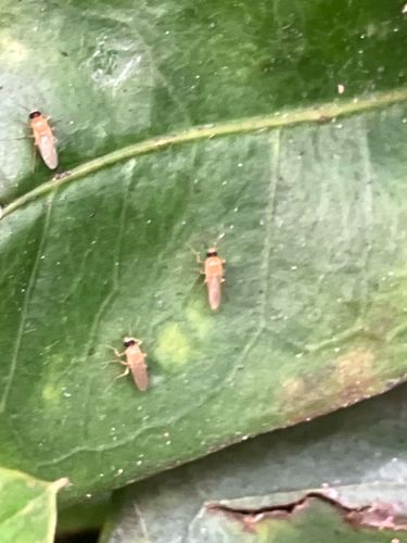 Gall Midge