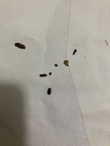 Cockroach Droppings (Feces)