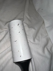 Carpet Beetle (larva)