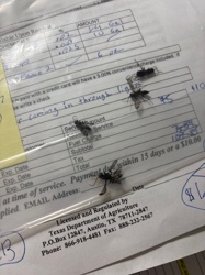 Moth Fly, Drain Fly, Filter Fly, Sewer Gnat