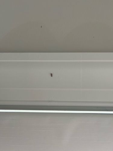 Drain Fly / Moth Fly / Filter Fly