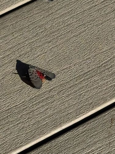 Spotted Lanternfly