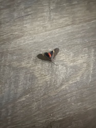 Grapeleaf Skeletonizer Moth