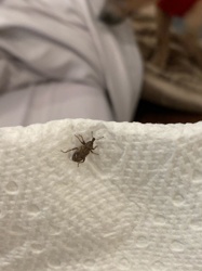 Weevil (Broad-nosed type, possibly)