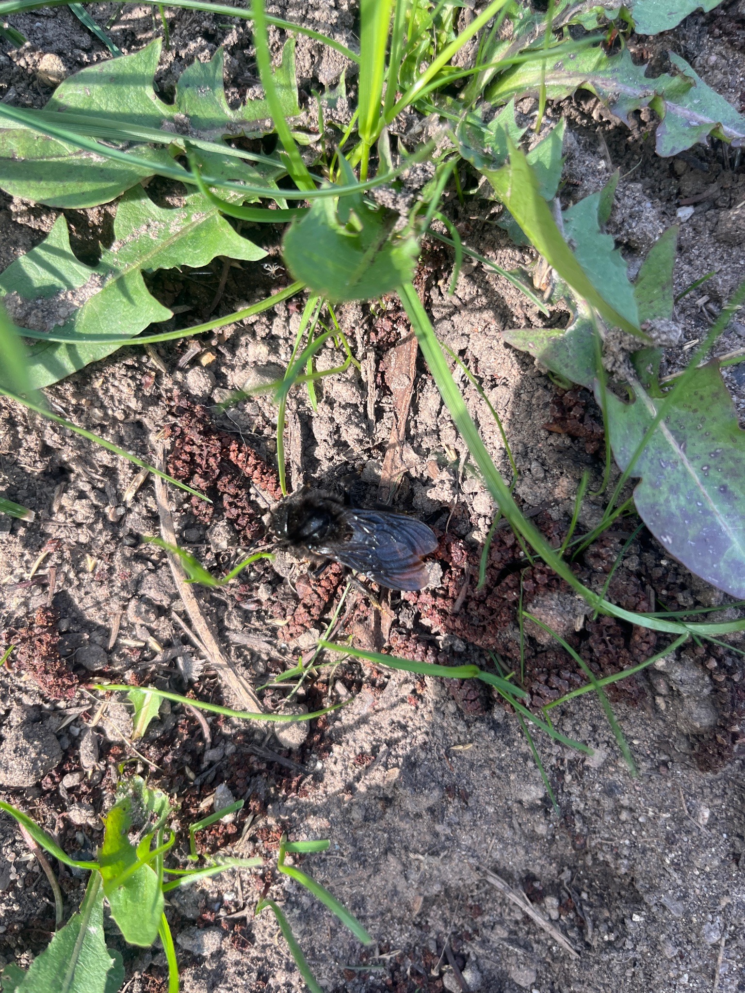 Violet Carpenter Bee