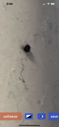 Carpet Beetle (Larva)