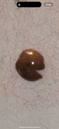 It is difficult to determine the exact common name from this image alone, but it strongly resembles a slug or snail without its shell.