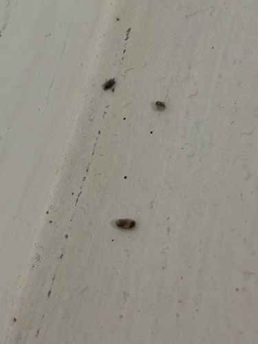 Carpet Beetle Larva