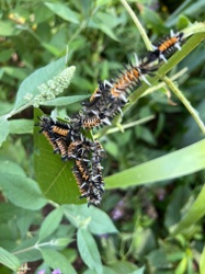 Variegated Fritillary Caterpillar