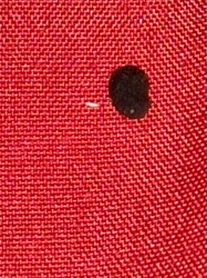 Carpet Beetle Larva (possibly Black Carpet Beetle)