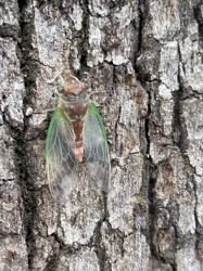 Cicada