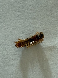 Carpet beetle larva