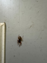 Broad-faced Sac Spider