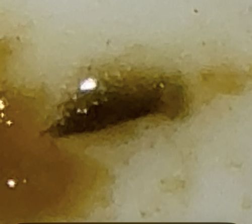 Moth Fly Larva