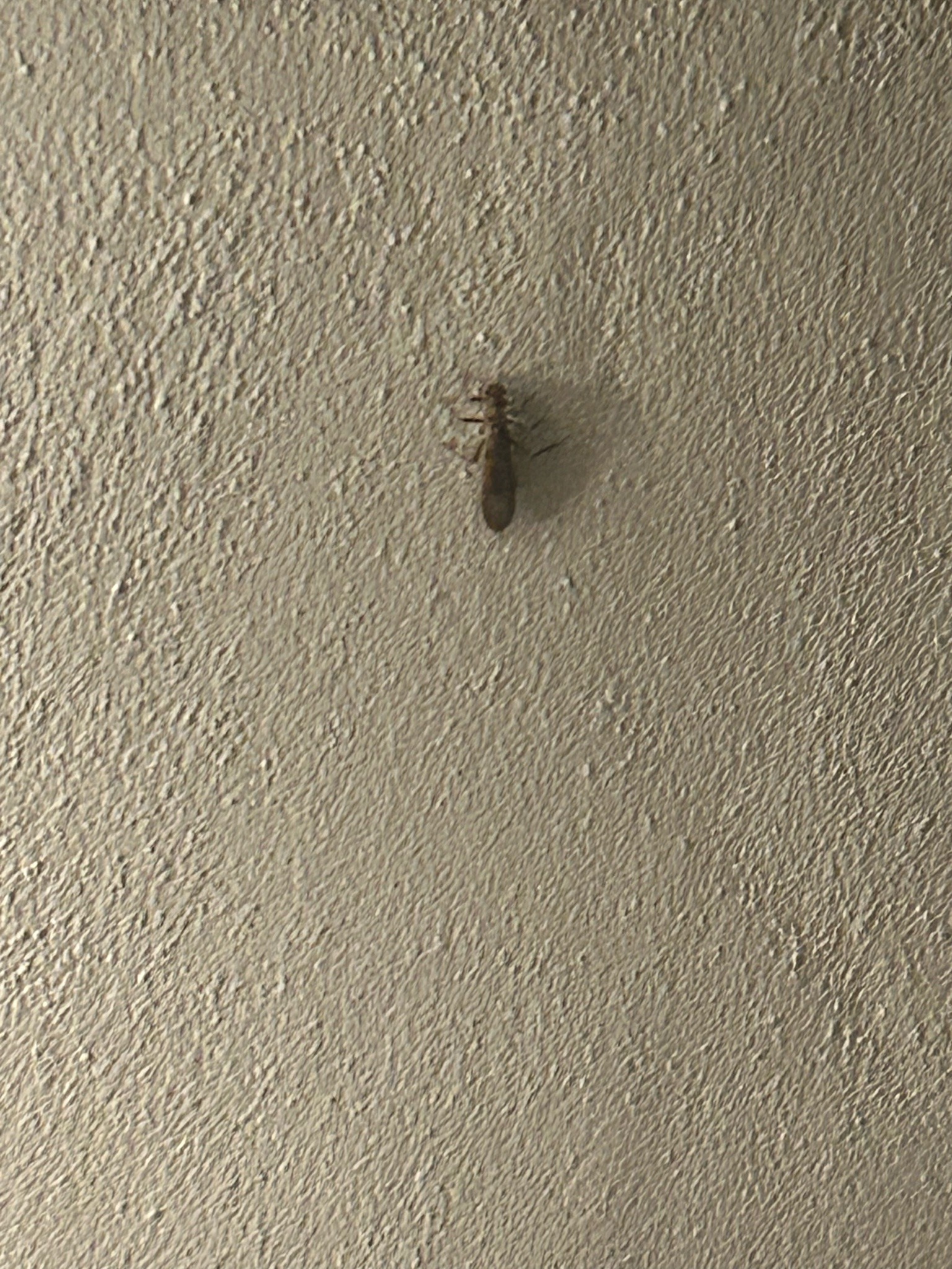 Termite Alate (Swarmer)
