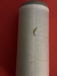 Case-bearing Clothes Moth (Larva)