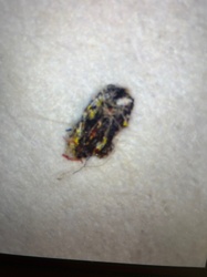 Household Casebearer