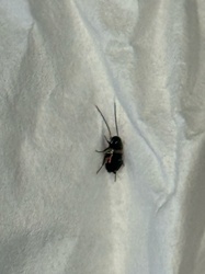 Cockroach (likely an oriental cockroach or similar dark species)