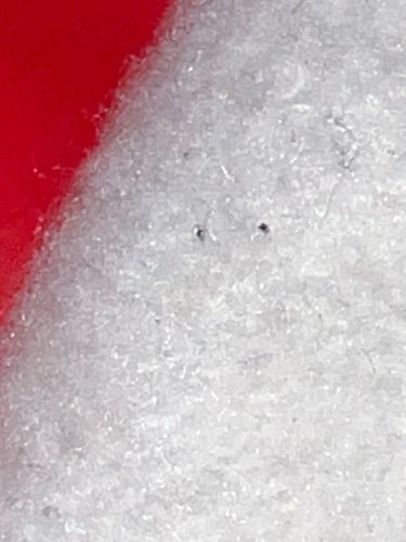 Mold Mites / Dust Mites (though likely mold mites based on visual cues)