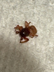Ground Spider