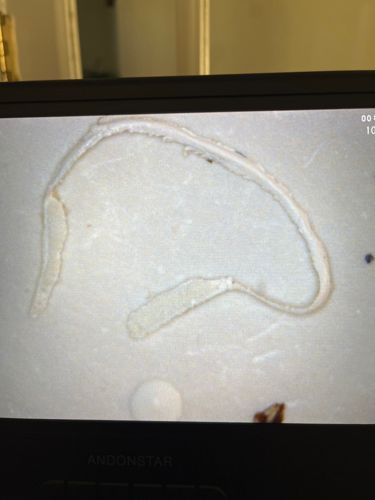 Case-bearing Clothes Moth Larva (empty case or exuviae)