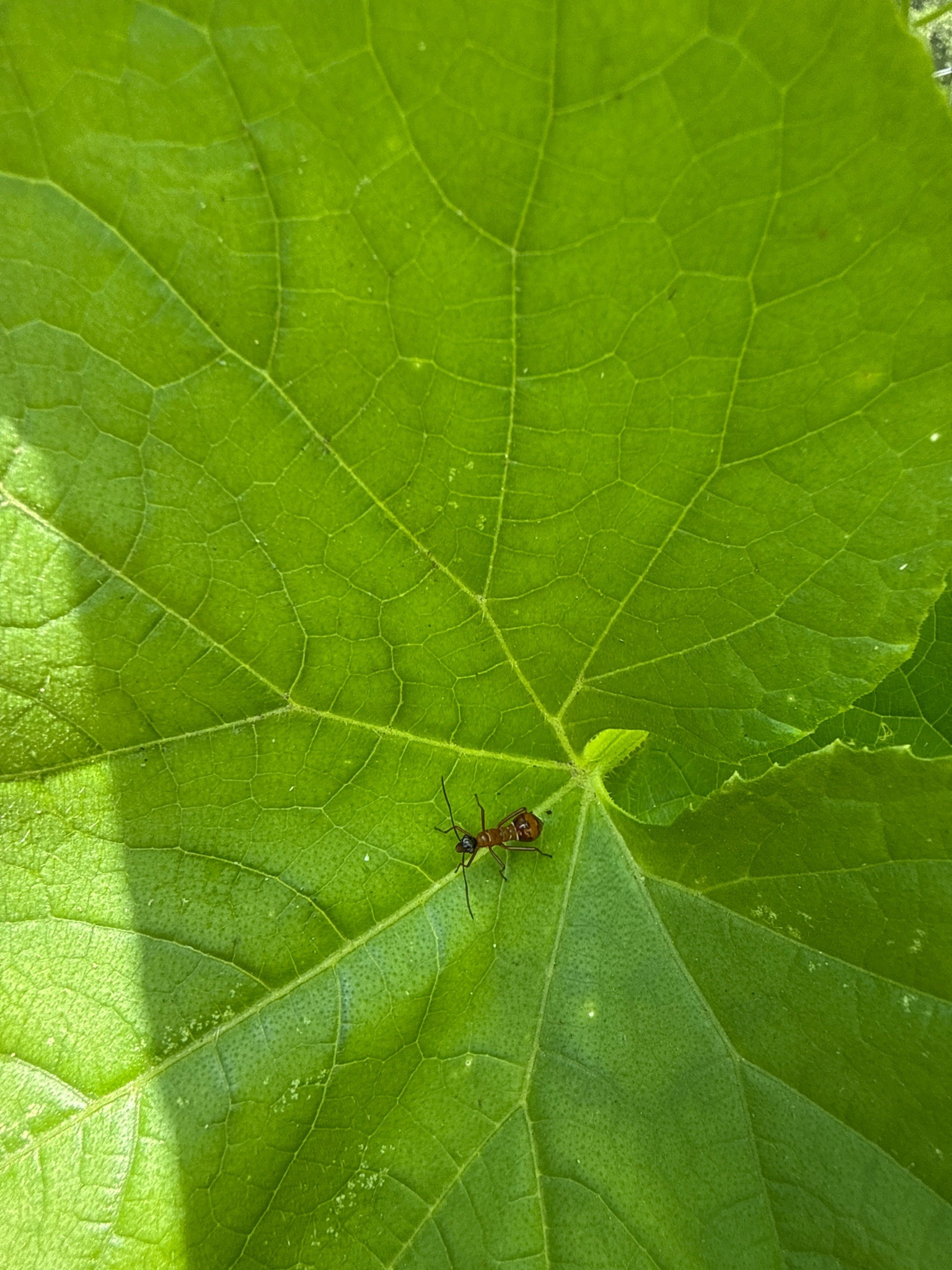 Broad-headed Bug (Nymph)