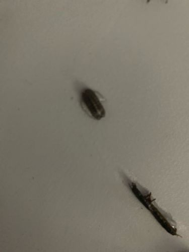 Woodlouse (Pillbug/Sowbug)