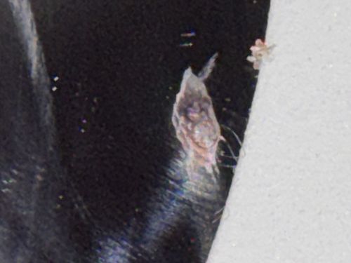Household Casebearer (Plaster Bagworm)